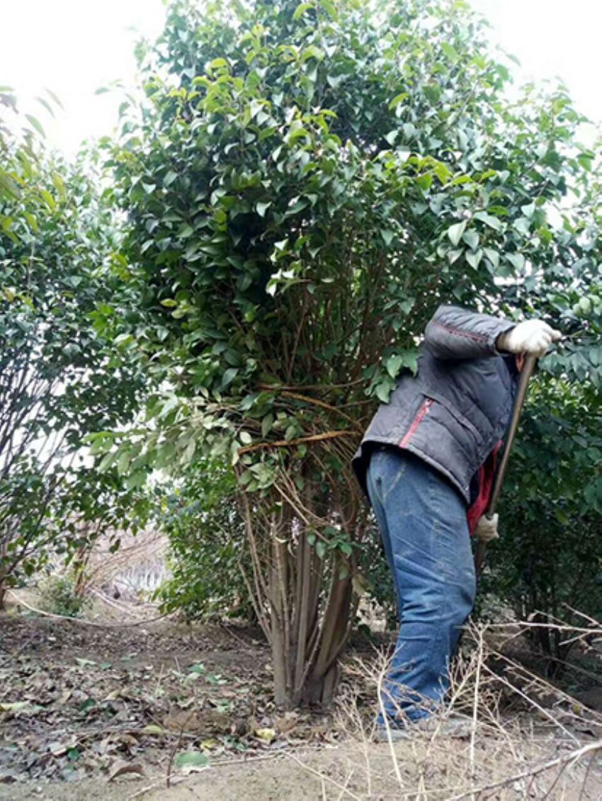 點擊查看詳細(xì)信息<br>標(biāo)題：叢生女貞 閱讀次數(shù)：3896